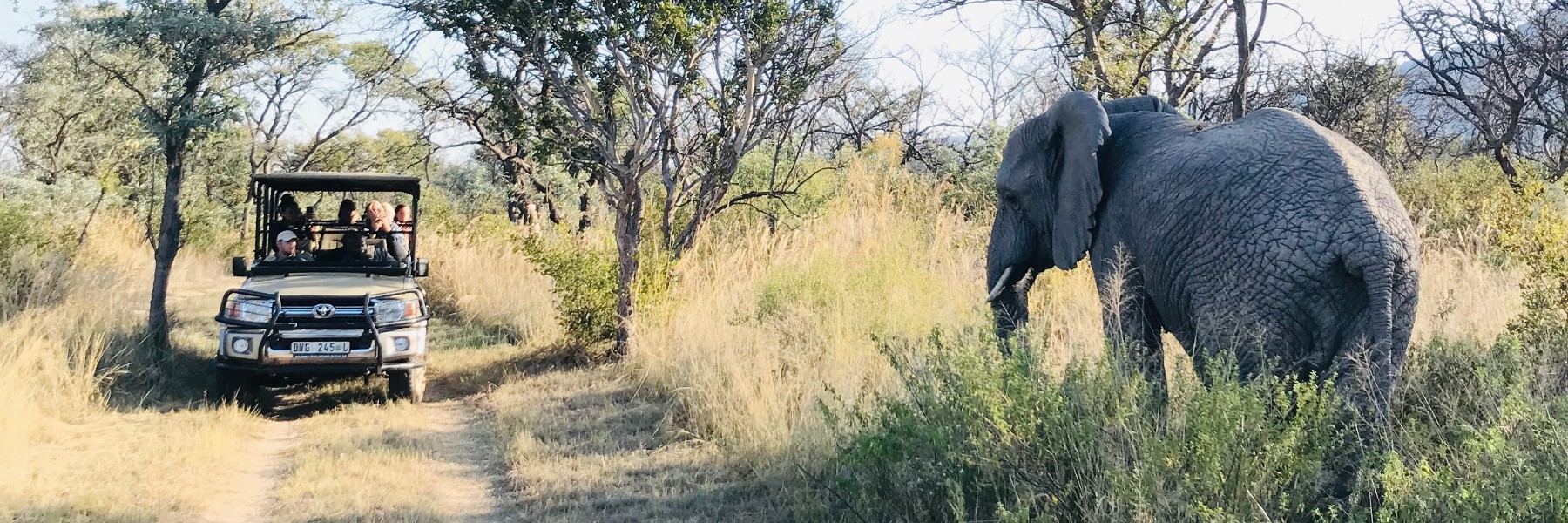 HIEP recipients in Africa - Rebecca Richter's photo of a Jeep and an elephant on a safari trip in South Africa
